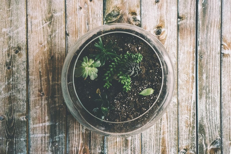 Cosmic Terrarium